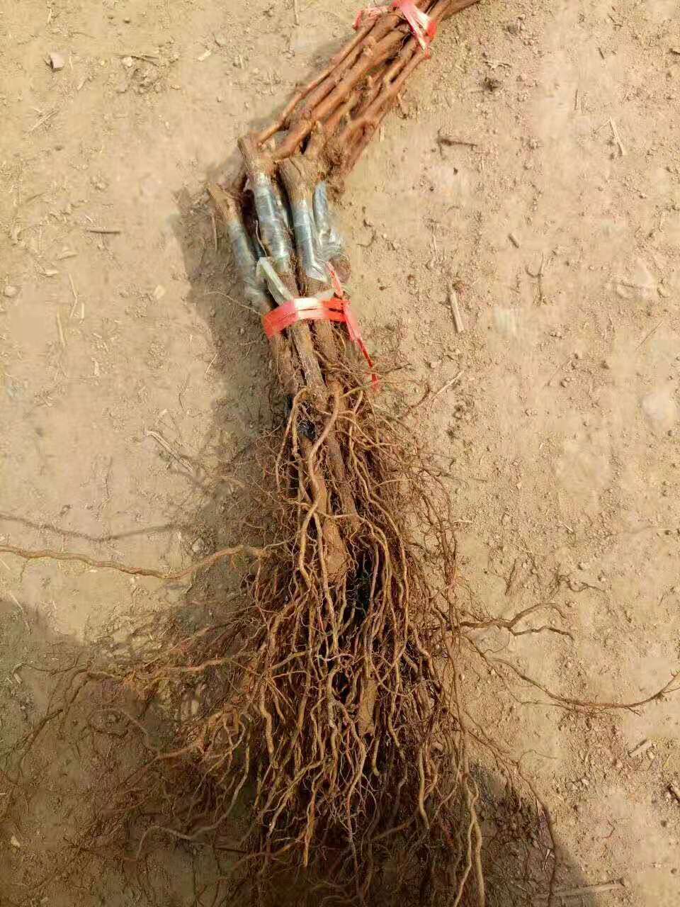 葡萄苗李子苗圖片/葡萄苗李子苗樣板圖 (3)