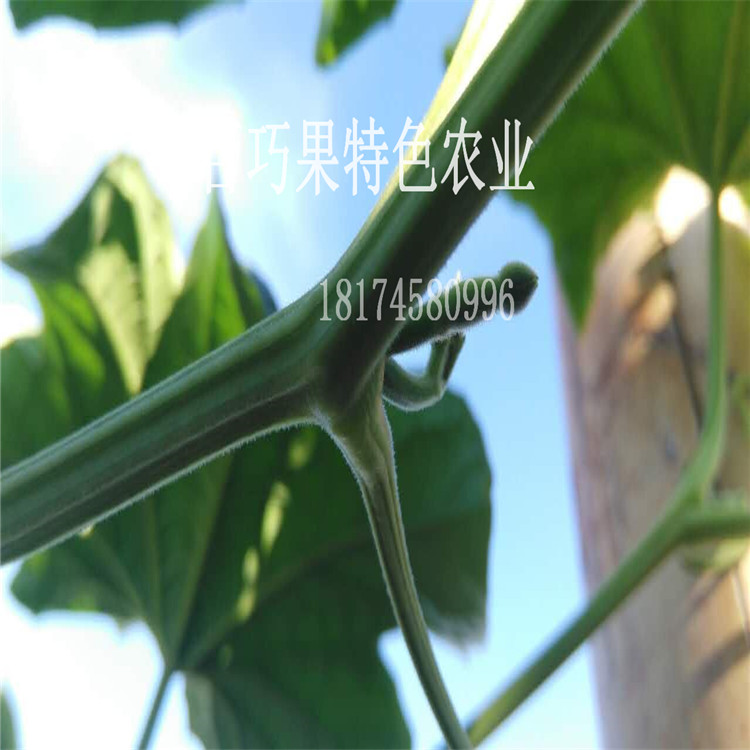 香如蜜圖片/香如蜜樣板圖 (4)
