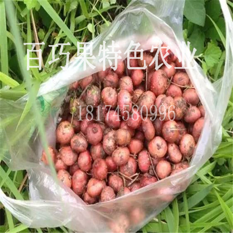 地枇杷圖片/地枇杷樣板圖 (4)