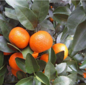 沙糖桔圖片/沙糖桔樣板圖 (3)