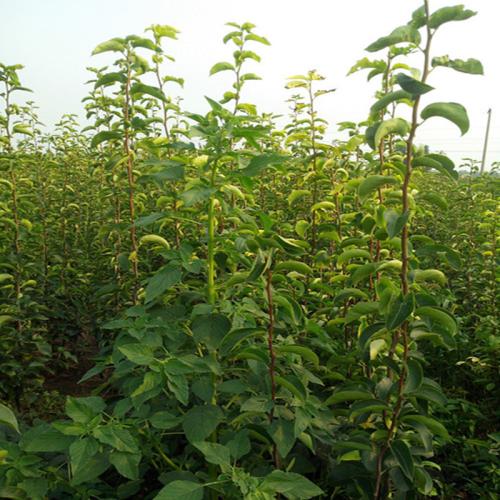 梨樹苗圖片/梨樹苗樣板圖 (2)