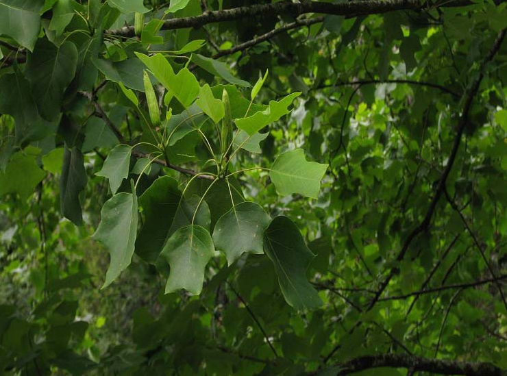 馬褂木小苗圖片/馬褂木小苗樣板圖 (3)