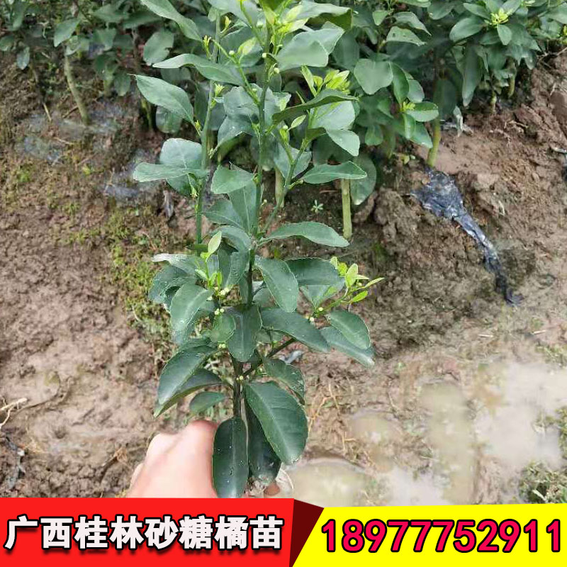 沙糖桔圖片/沙糖桔樣板圖 (2)