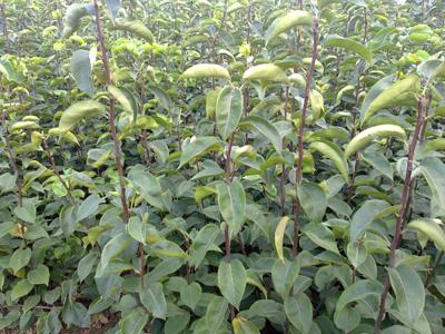 優(yōu)質(zhì)梨樹苗，優(yōu)質(zhì)梨樹苗價格，山西優(yōu)質(zhì)梨樹苗，批發(fā)優(yōu)質(zhì)梨樹苗