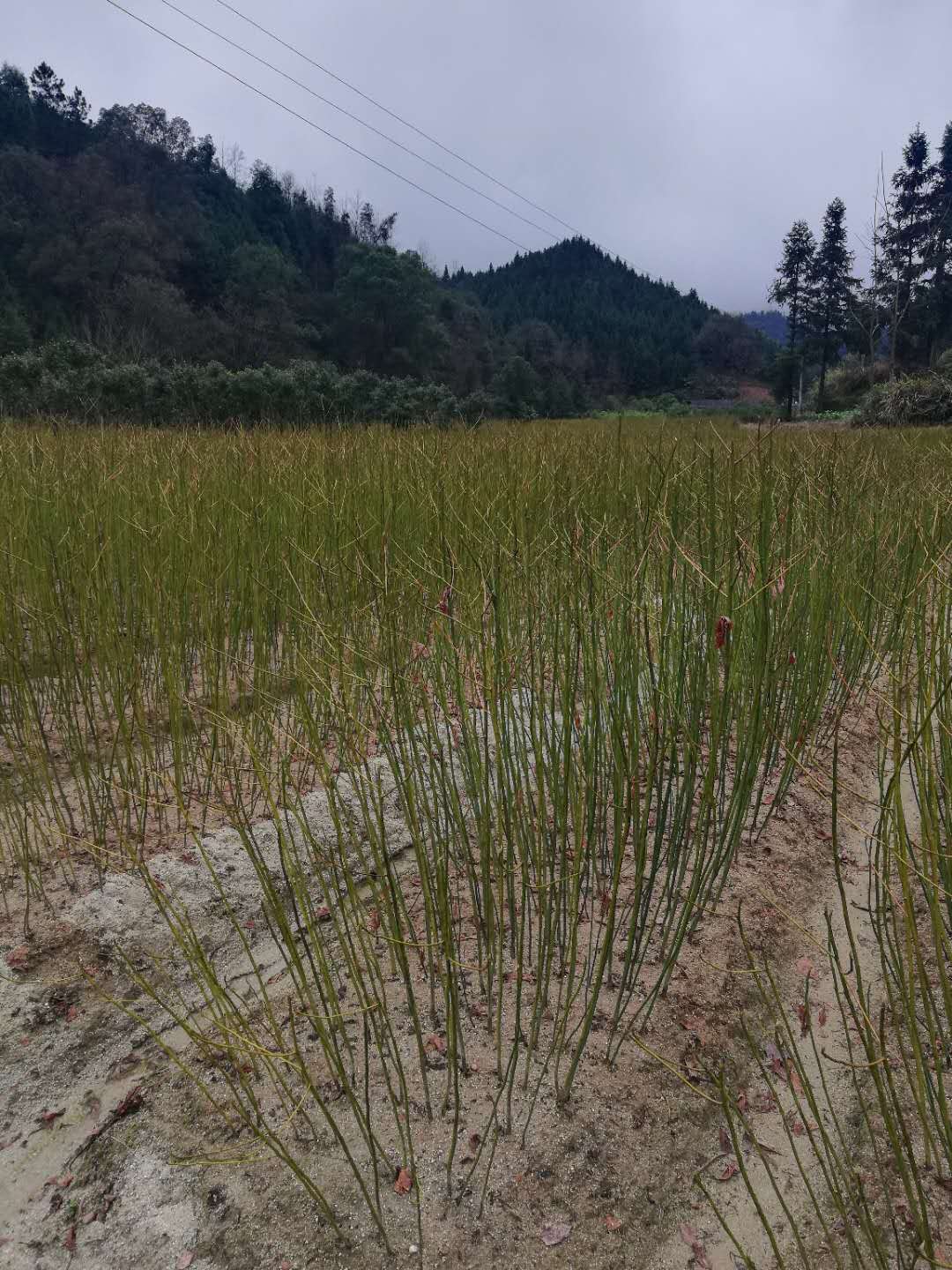 檫樹小苗圖片/檫樹小苗樣板圖 (2)
