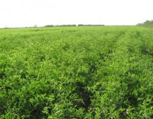 棗樹苗圖片/棗樹苗樣板圖 (2)