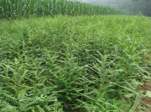 皂角圖片/皂角樣板圖 (1)