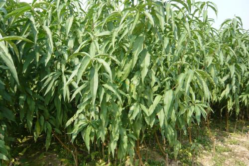 桃樹苗圖片/桃樹苗樣板圖 (2)