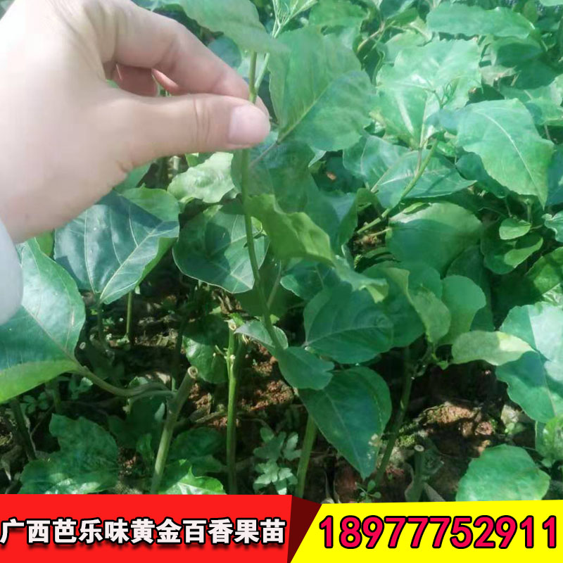 百香果苗圖片/百香果苗樣板圖 (3)