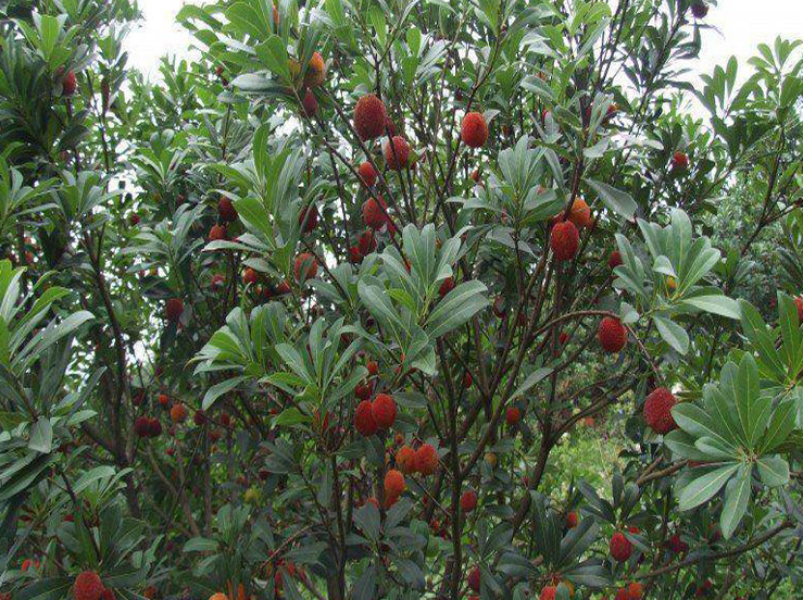 楊梅樹圖片/楊梅樹樣板圖 (4)