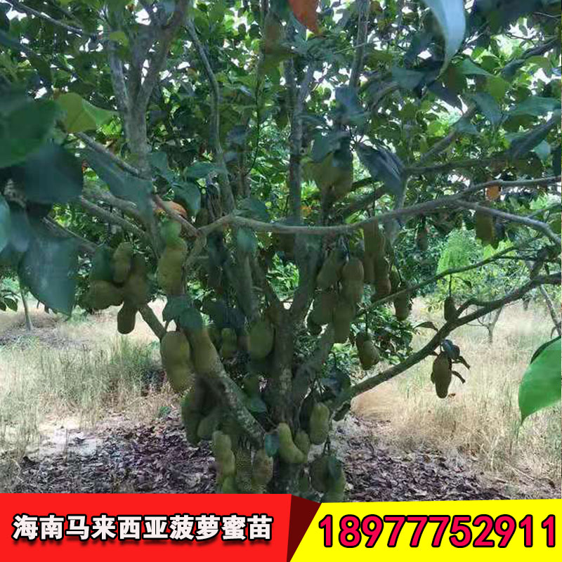 馬來西亞菠蘿蜜苗圖片/馬來西亞菠蘿蜜苗樣板圖 (3)