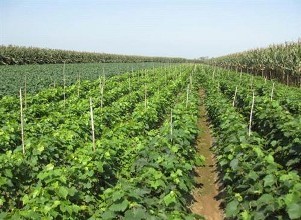 葡萄苗，葡萄苗價格，葡萄苗批發(fā)，葡萄苗供應商，批發(fā)葡萄苗