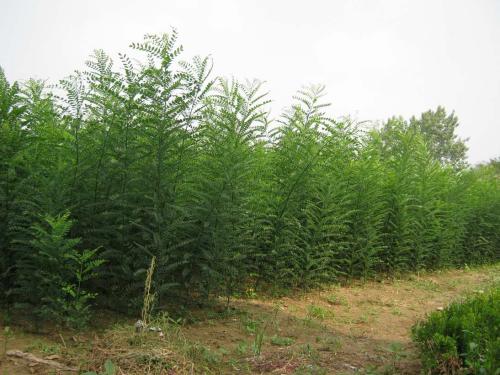 國槐苗圖片/國槐苗樣板圖 (3)