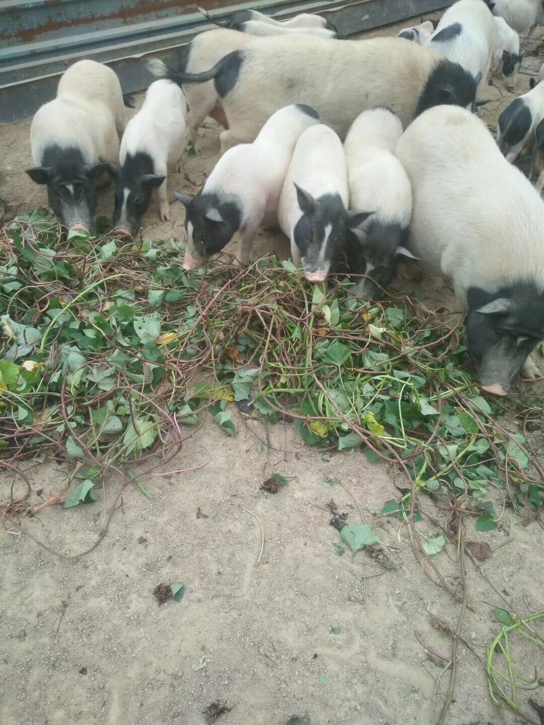 香猪苗供应巴马香猪种植技术香猪苗价格上饶小香猪苗基地图片