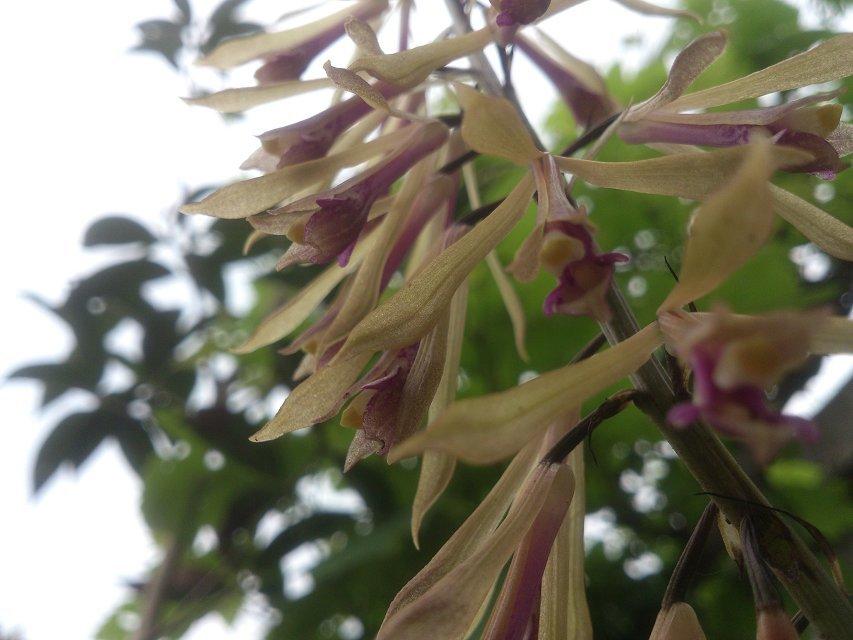 白芨苗圖片/白芨苗樣板圖 (2)