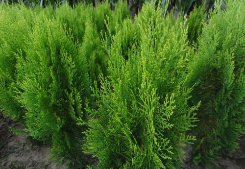 側(cè)柏圖片/側(cè)柏樣板圖 (2)