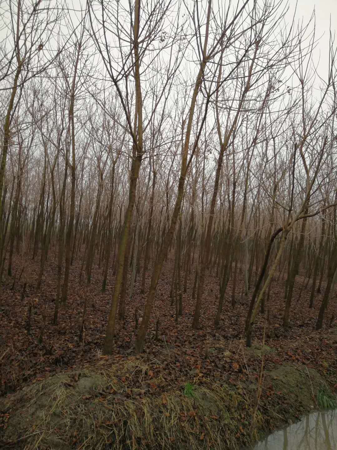 重陽木小苗圖片/重陽木小苗樣板圖 (1)