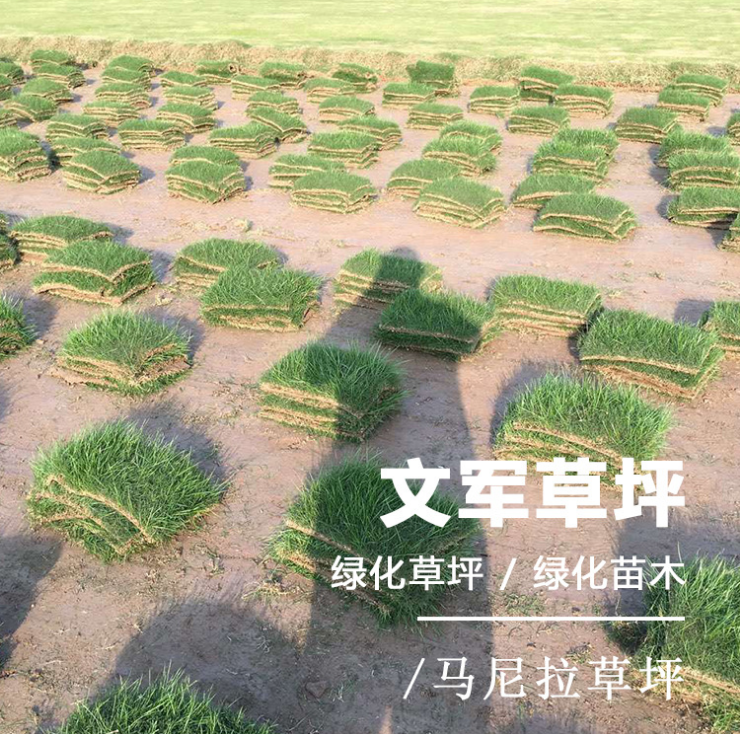 馬尼拉草坪圖片/馬尼拉草坪樣板圖 (1)