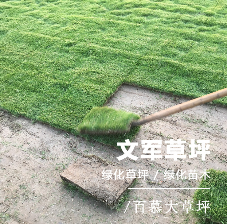 百慕大草坪，百慕大草坪基地，百慕大草坪直銷，百慕大草坪廠家，江蘇百慕大草坪，百慕大草坪報價，百慕大草坪種植