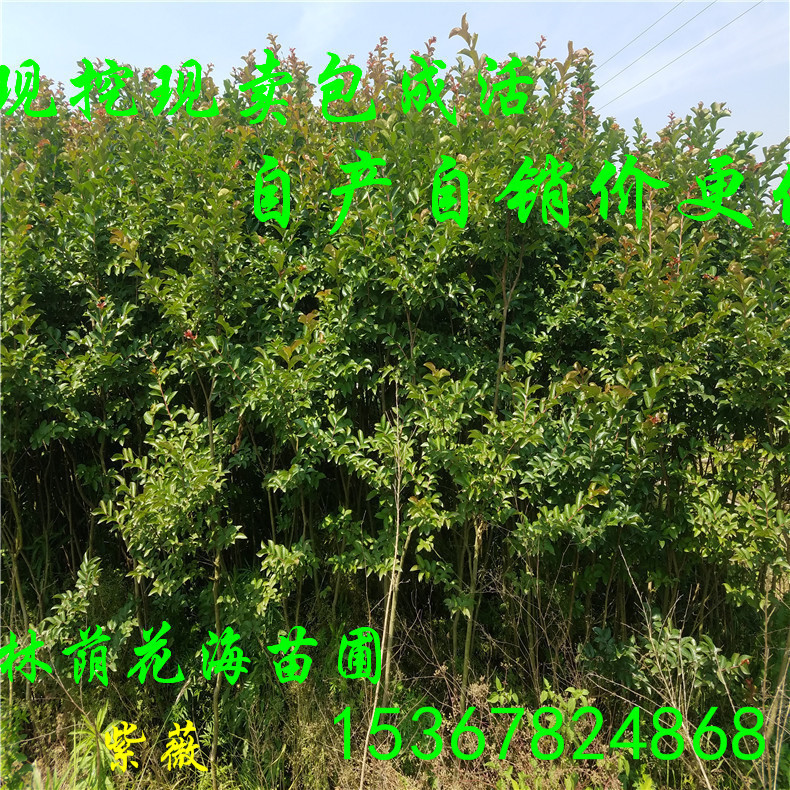 紫薇樹圖片/紫薇樹樣板圖 (3)