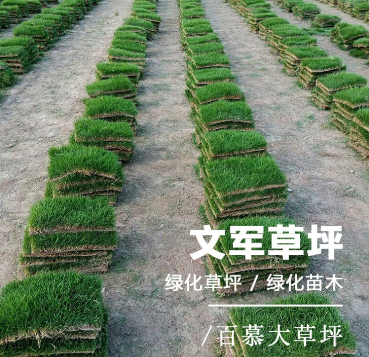 天堂草坪圖片/天堂草坪樣板圖 (1)