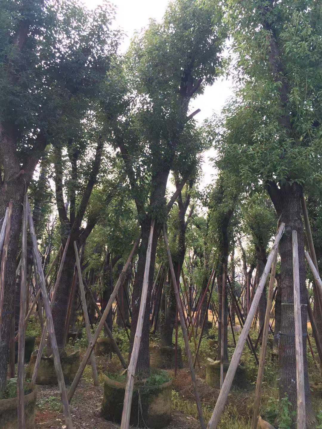 天竺桂圖片/天竺桂樣板圖 (4)