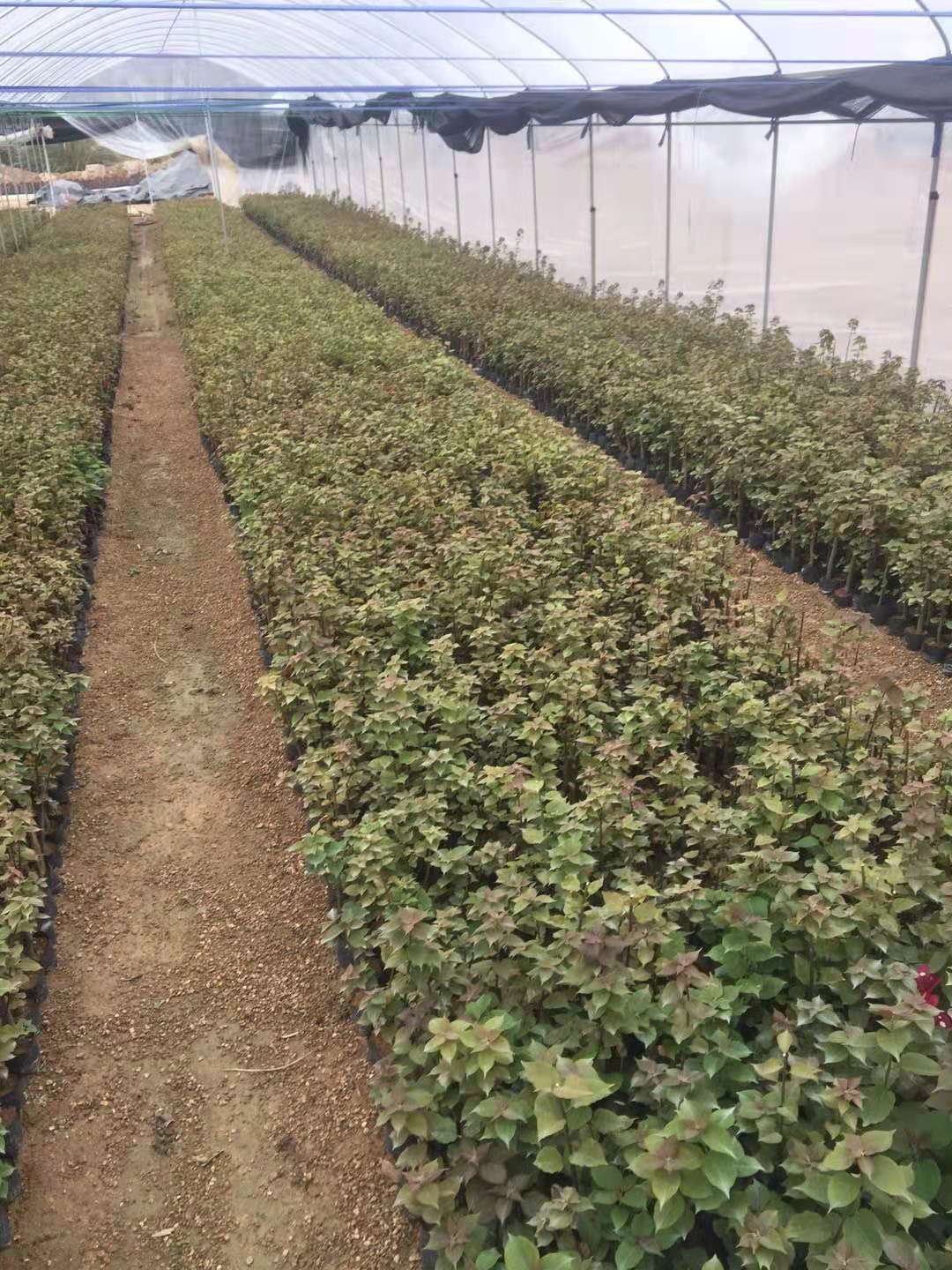 河南同安红三角梅苗木种植基地/直销批发价格