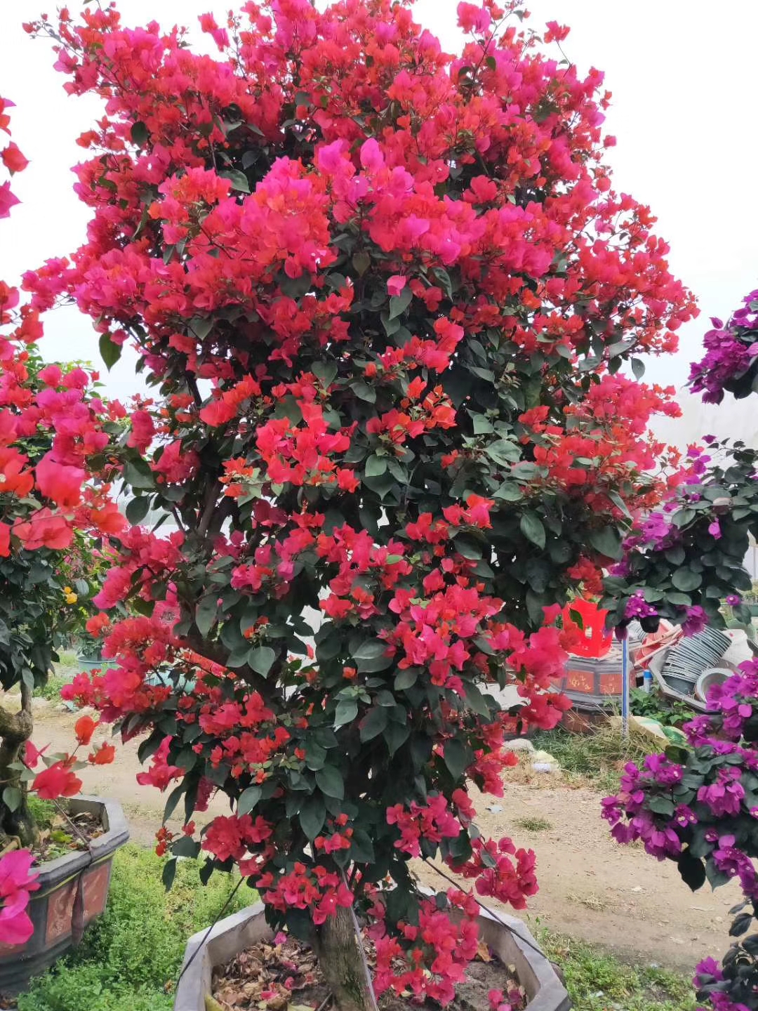 同安紅三角梅圖片/同安紅三角梅樣板圖 (4)