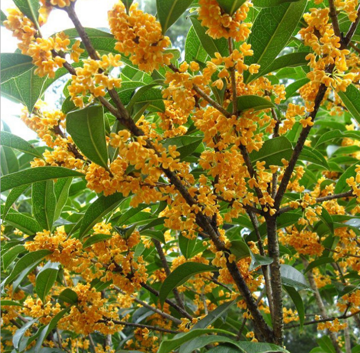 桂花樹圖片/桂花樹樣板圖 (3)