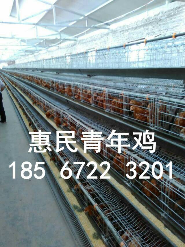 羅曼粉圖片/羅曼粉樣板圖 (3)