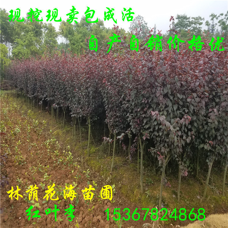 彩葉樹圖片/彩葉樹樣板圖 (4)