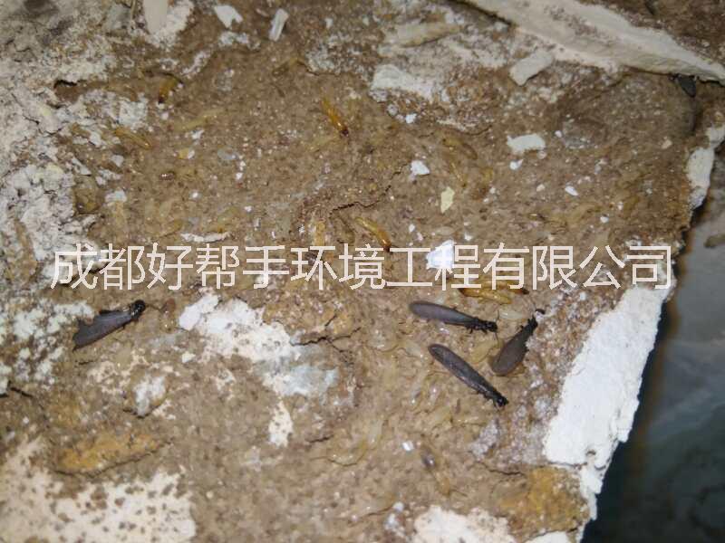 白蟻公司圖片/白蟻公司樣板圖 (3)