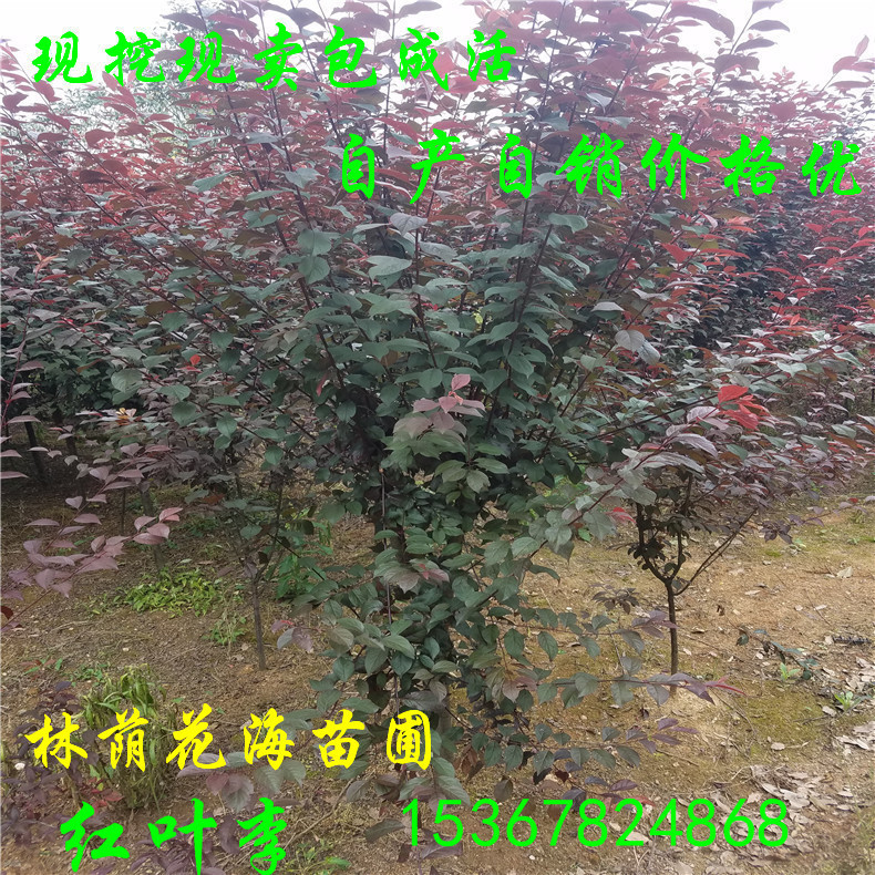彩葉樹圖片/彩葉樹樣板圖 (1)