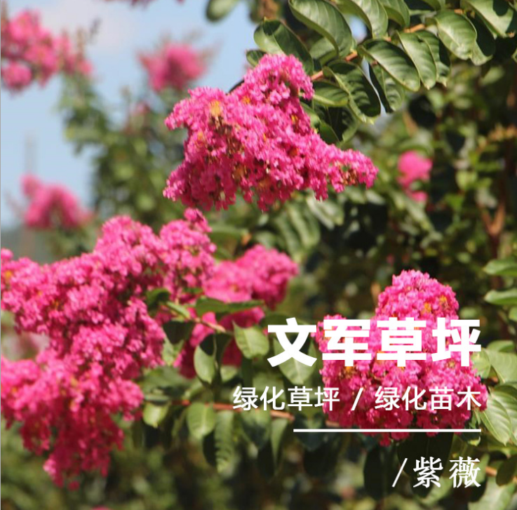 紫薇圖片/紫薇樣板圖 (1)