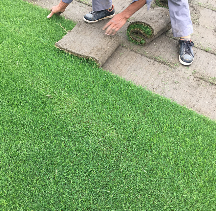 狗牙根草坪圖片/狗牙根草坪樣板圖 (3)