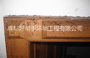 峨眉山圖片/峨眉山樣板圖 (1)