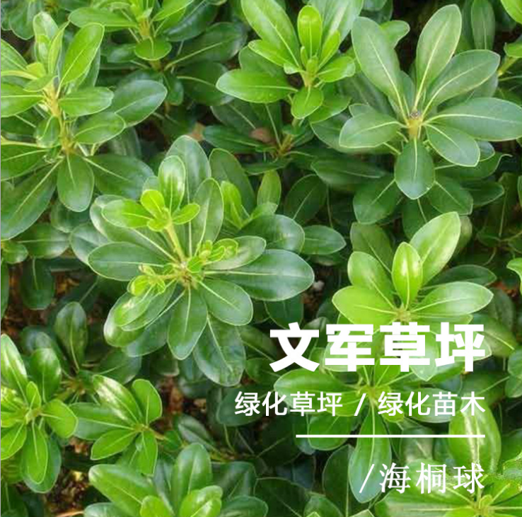 海桐球，海桐球報價，江蘇海桐小苗，海桐小苗種植基地，海桐球批發(fā)商，海桐球種植直銷，江蘇海桐球