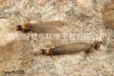 供應(yīng)夾江除白蟻公司、夾江滅白蟻公司、夾江白蟻防治公司