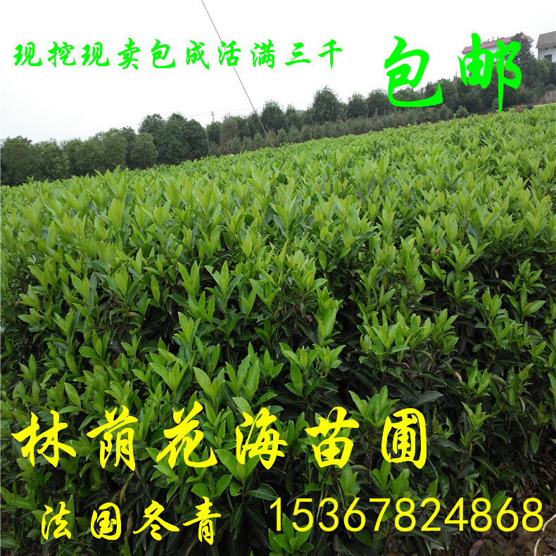 農(nóng)戶*直銷綠化常綠觀葉灌木做籬笆圍墻用的法國冬青 法青苗價