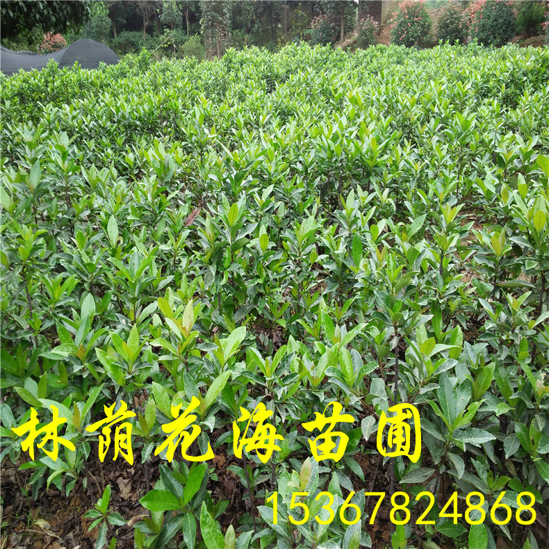 法國冬青 法青苗價圖片/法國冬青 法青苗價樣板圖 (3)