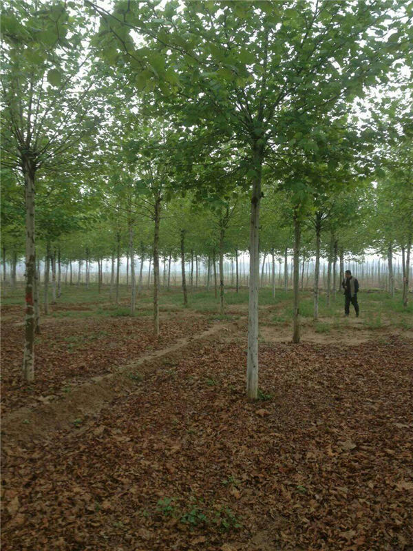 裝車圖片/裝車樣板圖 (4)