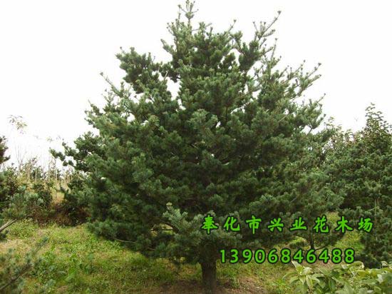 五針?biāo)蓤D片/五針?biāo)蓸影鍒D (2)