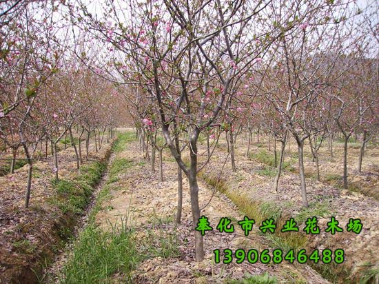垂絲海棠圖片/垂絲海棠樣板圖 (3)
