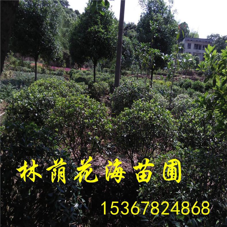 海桐球圖片/海桐球樣板圖 (4)