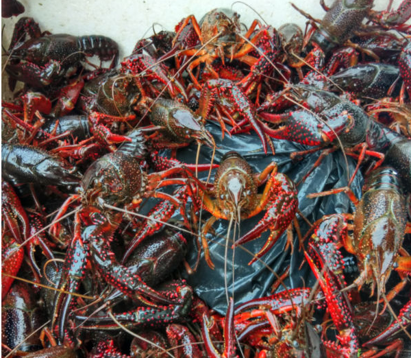 小龍蝦水產(chǎn)品圖片/小龍蝦水產(chǎn)品樣板圖 (3)