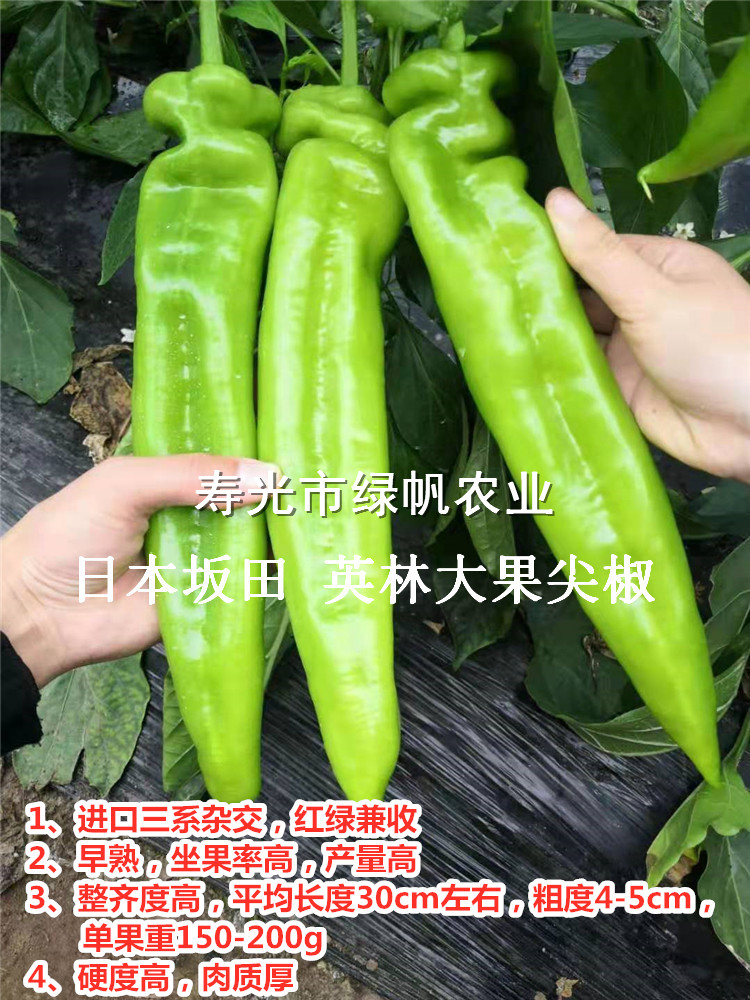 尖椒圖片/尖椒樣板圖 (2)