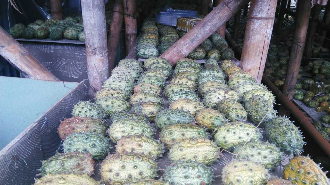 瓜種子圖片/瓜種子樣板圖 (2)