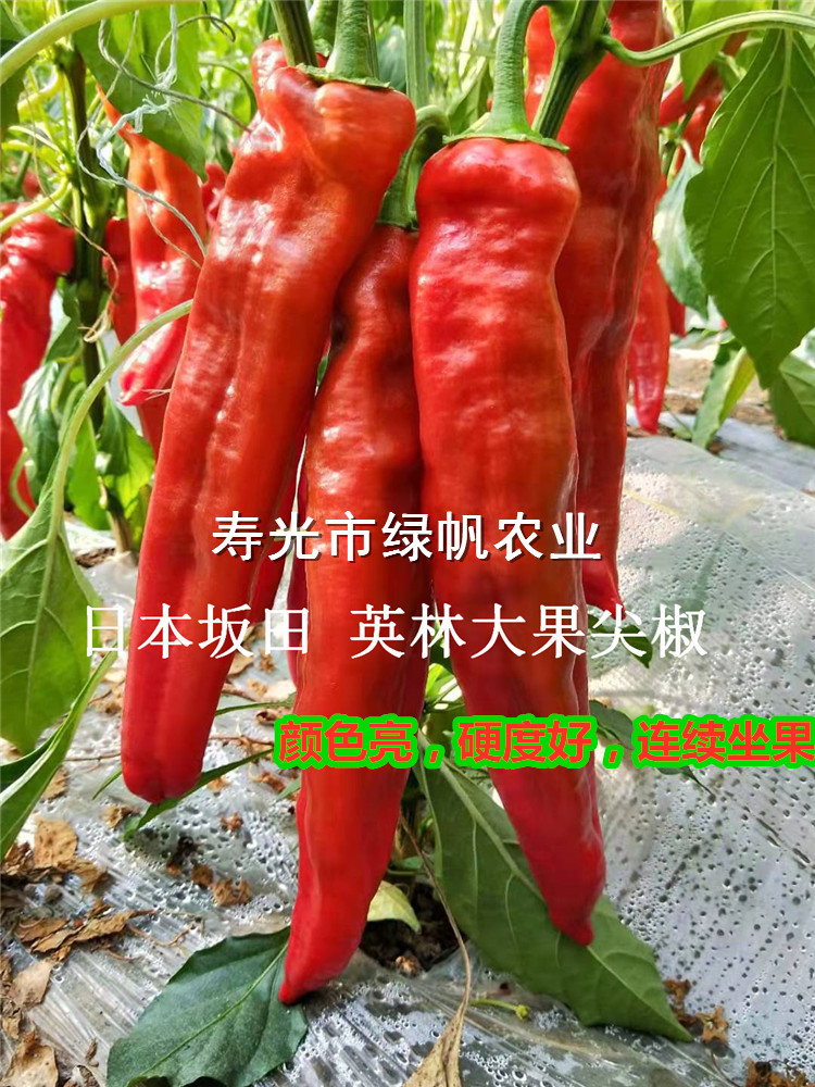 英林大果尖椒苗  日本坂田三系品種 羊角型辣椒  顏色亮