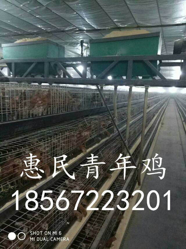 海蘭褐青年雞圖片/海蘭褐青年雞樣板圖 (2)