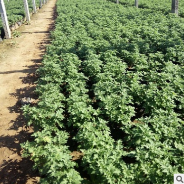 國慶圖片/國慶樣板圖 (4)